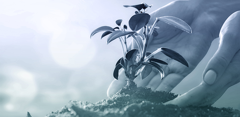 Close up of hands cupping a sprouting plant.